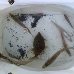 SW！キス釣り！！2