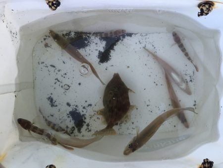 SW！キス釣り！！2