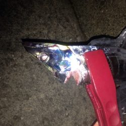 タチウオワインド