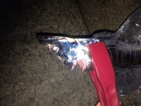 タチウオワインド