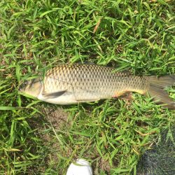 久しぶりの釣果