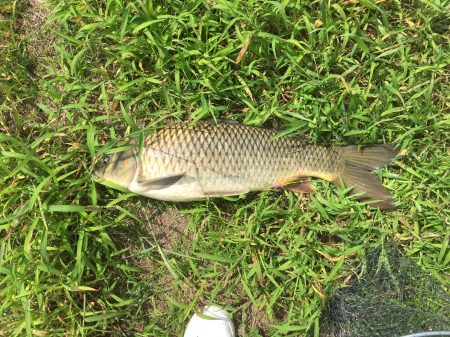 久しぶりの釣果