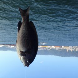 ウキ釣りの成果