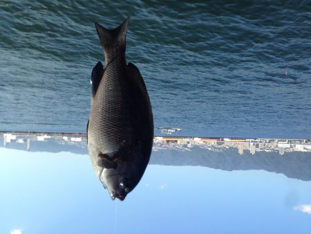ウキ釣りの成果