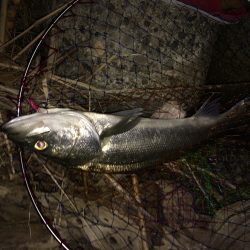 シーバス好釣！