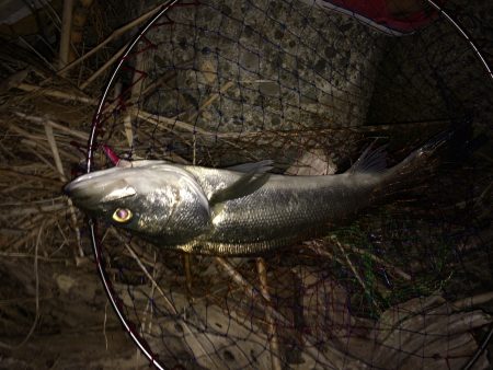 シーバス好釣！