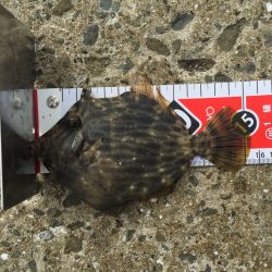 今年初のカワハギ