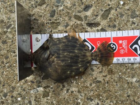 今年初のカワハギ