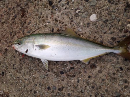 淡路島短時間ショアジギング