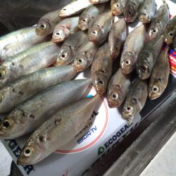 ナイトアジング、デイアジング