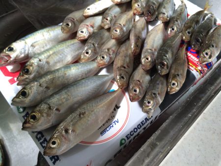 ナイトアジング、デイアジング