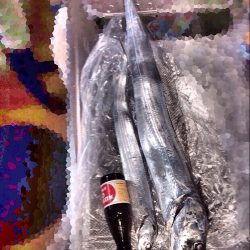 連日太刀魚ドラゴン調査