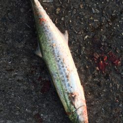 サゴシ、タチウオ好釣‼︎