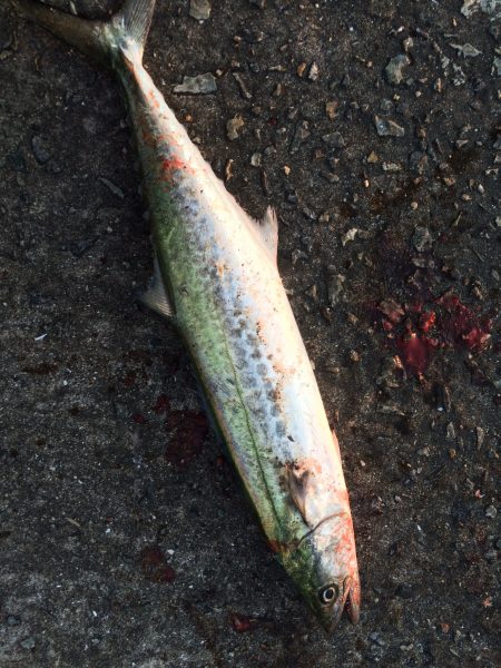 サゴシ、タチウオ好釣‼︎