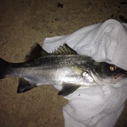 楽しいセイゴ釣り