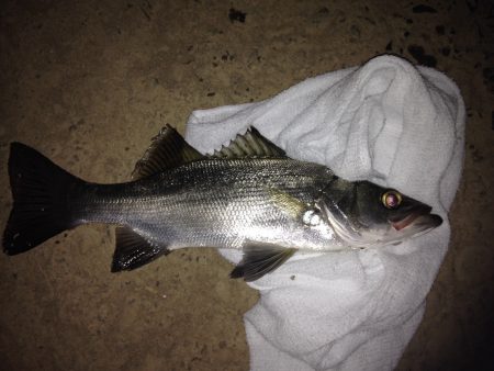 楽しいセイゴ釣り