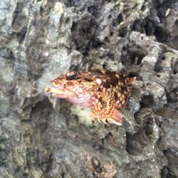 太刀魚は何処へ