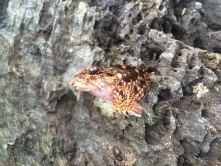 太刀魚は何処へ