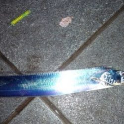 マリーナで太刀魚！