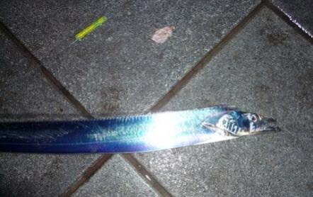 マリーナで太刀魚！