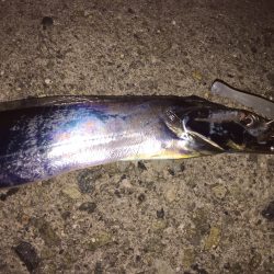 泉佐野のタチウオ