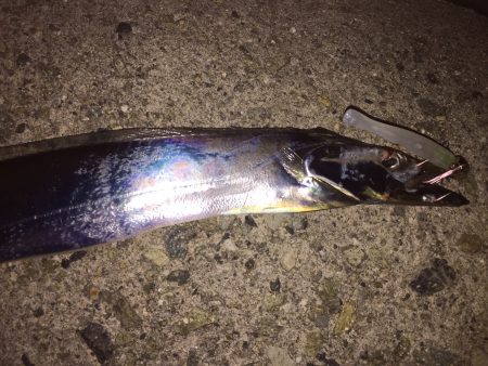 泉佐野のタチウオ