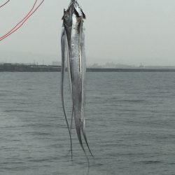 岸和田 一文字 ショアジギング？