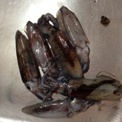 まだまだ新子サイズ