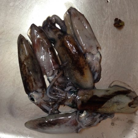 まだまだ新子サイズ