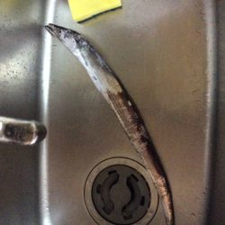 佐野川にて太刀魚