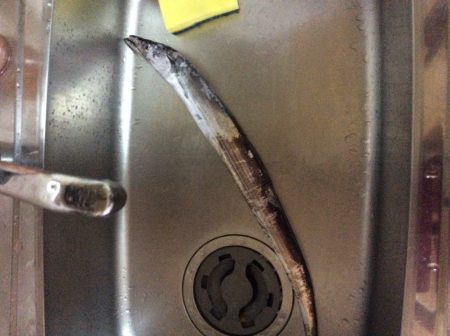 佐野川にて太刀魚