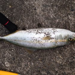 ムコイチパトロール