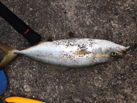 ムコイチパトロール