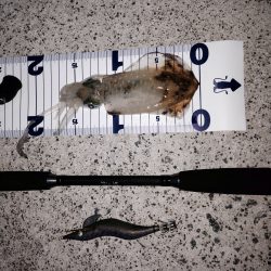 新子調査 in二見