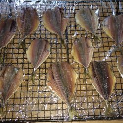 イワシ入れ食い\(^o^)/のませは不発