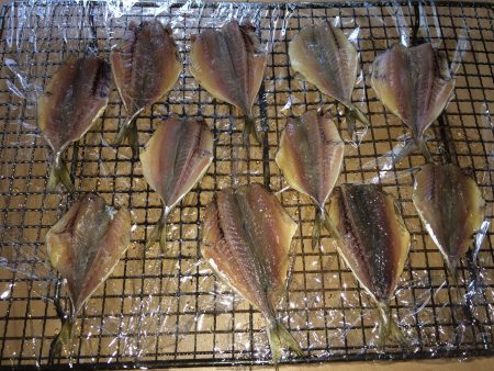 イワシ入れ食い\(^o^)/のませは不発