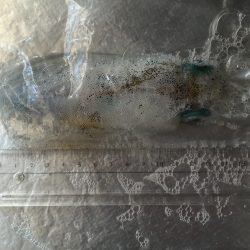 一杯だけですが