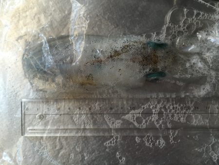 一杯だけですが