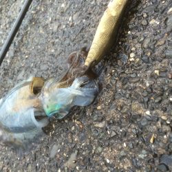 エギングからのサビキ