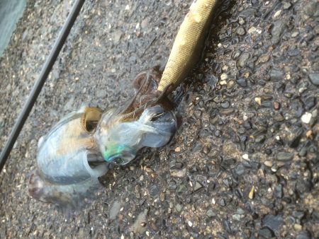 エギングからのサビキ