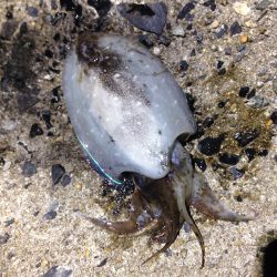 タイムリミットは60分！