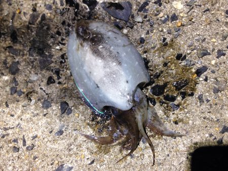 タイムリミットは60分！