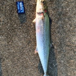 IPでサワラ78cm！