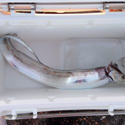 岸和田一文字でサワラ！