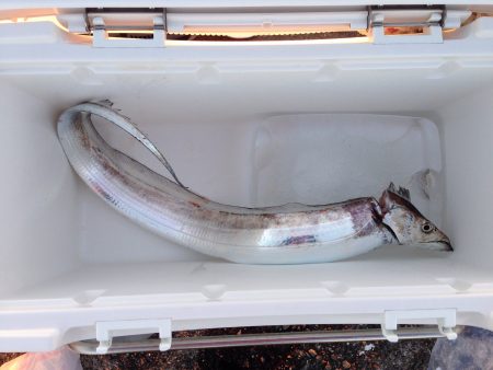 岸和田一文字でサワラ！