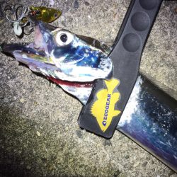 初☆ワインド！