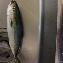 ツバス 太刀魚