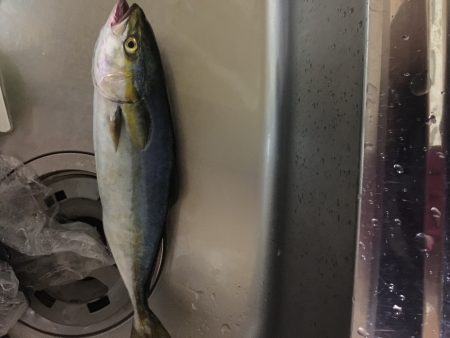 ツバス 太刀魚