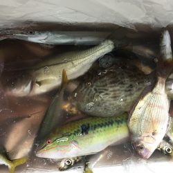 アジ、イワシ、サヨリ、カワハギ、ベラ