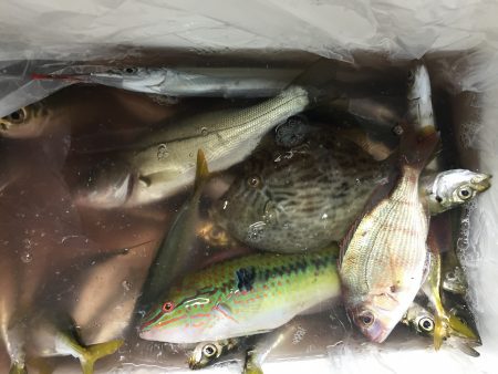 アジ、イワシ、サヨリ、カワハギ、ベラ